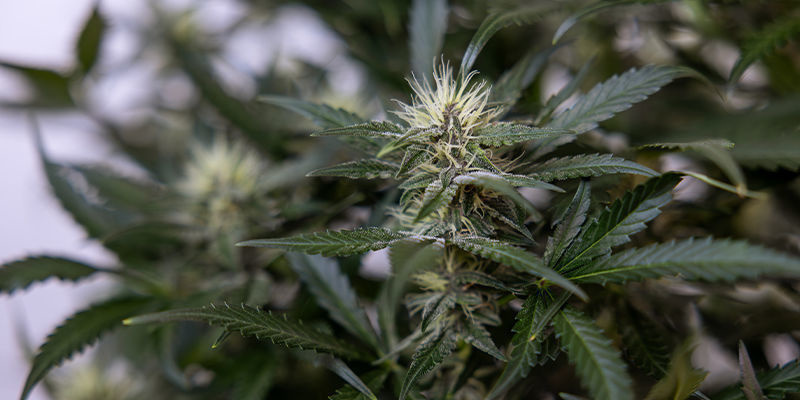 AI i fremstillingen af cannabisderivater (såsom koncentrater og spiselige) AI i fremstillingen af cannabisderivater (såsom koncentrater og spiselige)