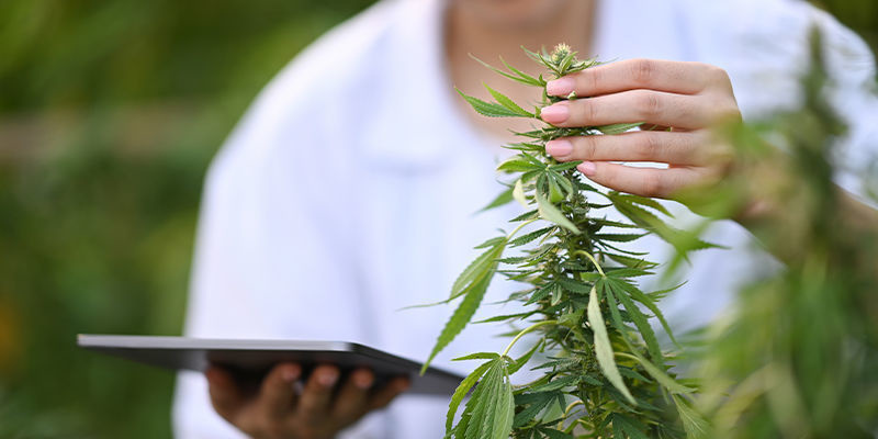 Forbedring af cannabisdetailhandel med AI Forbedring af cannabisdetailhandel med AI