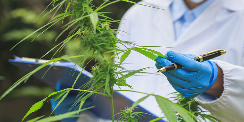 Fremtidige konsekvenser af AI for cannabisindustrien Fremtidige konsekvenser af AI for cannabisindustrien