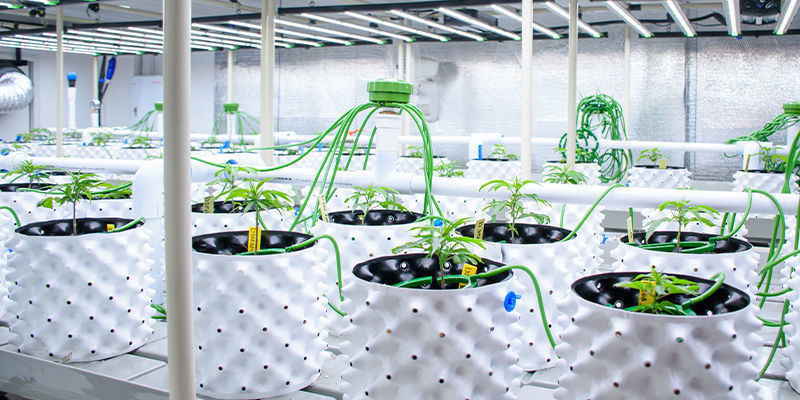 AI’s rolle i cannabisdyrkning og landbrug AI’s rolle i cannabisdyrkning og landbrug