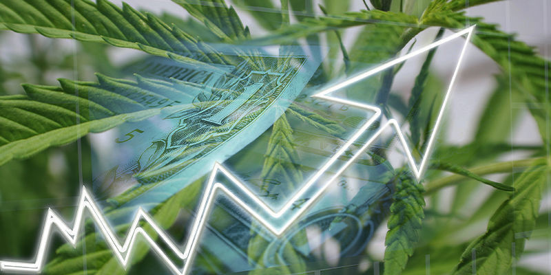 Hvad har AI at tilbyde cannabisindustrien? Hvad har AI at tilbyde cannabisindustrien?