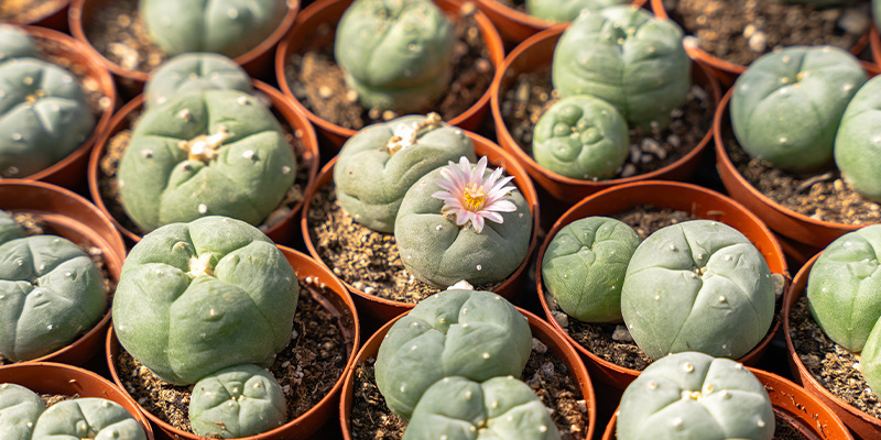 Hvordan ser peyote ud? Hvordan ser peyote ud?