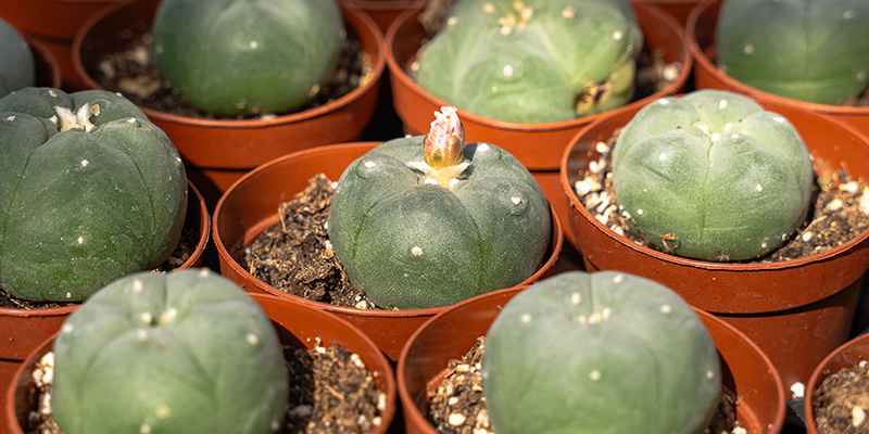 Hvad er peyote-kaktus: en hellig plante med moderne relevans Hvad er peyote-kaktus: en hellig plante med moderne relevans