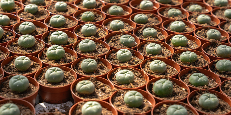 Hvad er peyote? Hvad er peyote?
