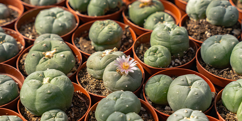 Fra ritual til virkelighed: Peyote i den moderne verden Fra ritual til virkelighed: Peyote i den moderne verden