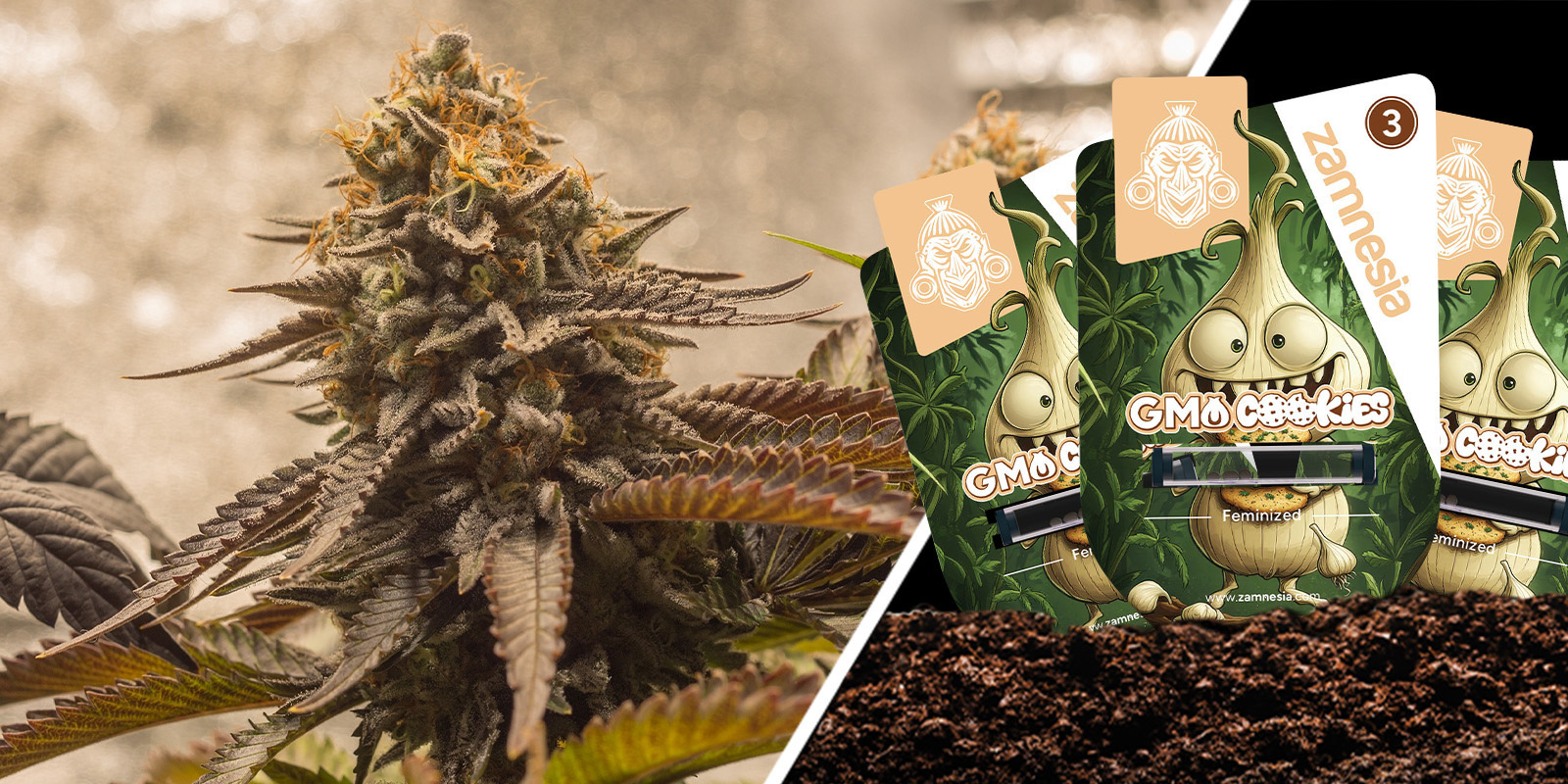 GMO Cookies: Højlydt og uforglemmeligt funky GMO Cookies: Loud and unforgettably funky