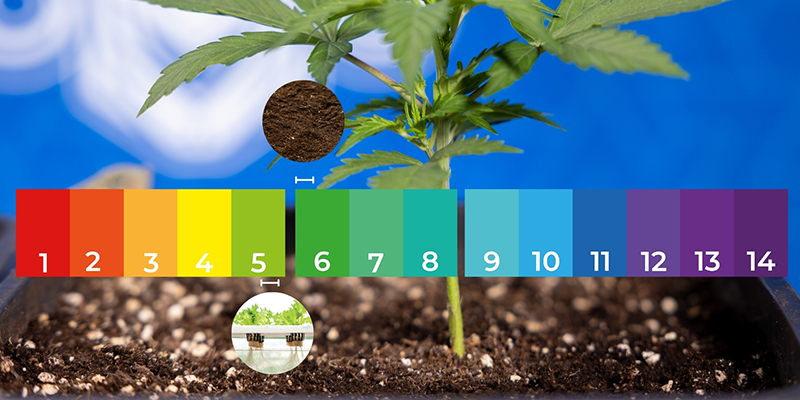 Kimplanter Seedlings