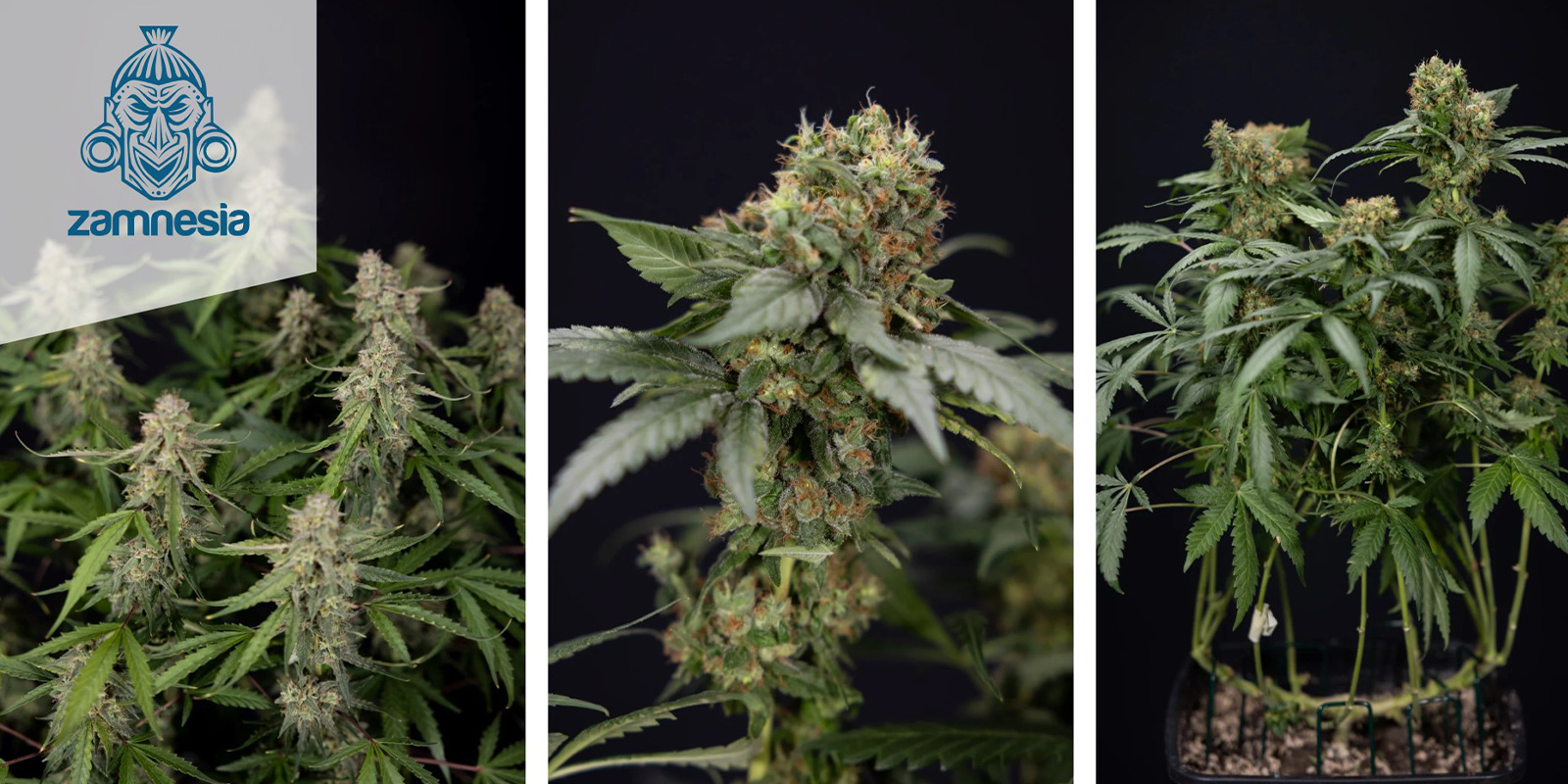 Green Crack F1 Hybrid Automatic (Zamnesia Seeds) feminized Green Crack F1 Hybrid Automatic (Zamnesia Seeds) feminized