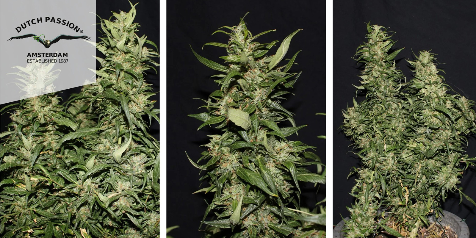 Hollands Hope (Dutch Passion) feminized Hollands Hope (Dutch Passion) feminized