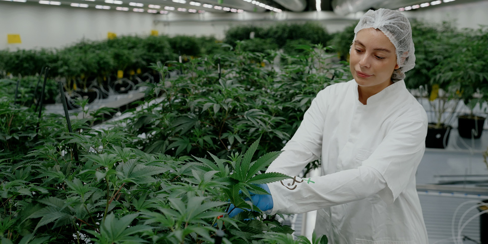 Forfining af hollandske ikoner: udviklingen af White Choco og Super Silver Haze