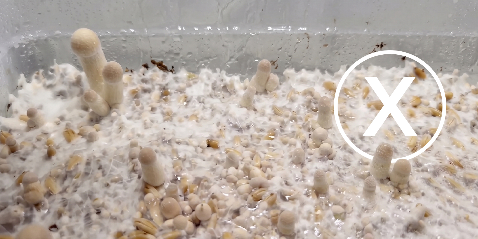 Common mistakes in a shoebox mushroom grow