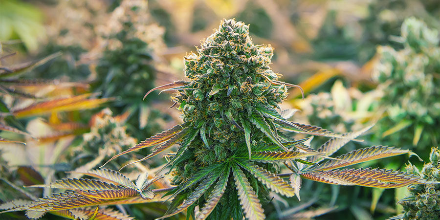 Cannabissorter med beta-caryophyllen Cannabissorter med beta-caryophyllen