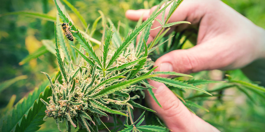 Du kan høste Autoflower året rundt Du kan høste Autoflower året rundt