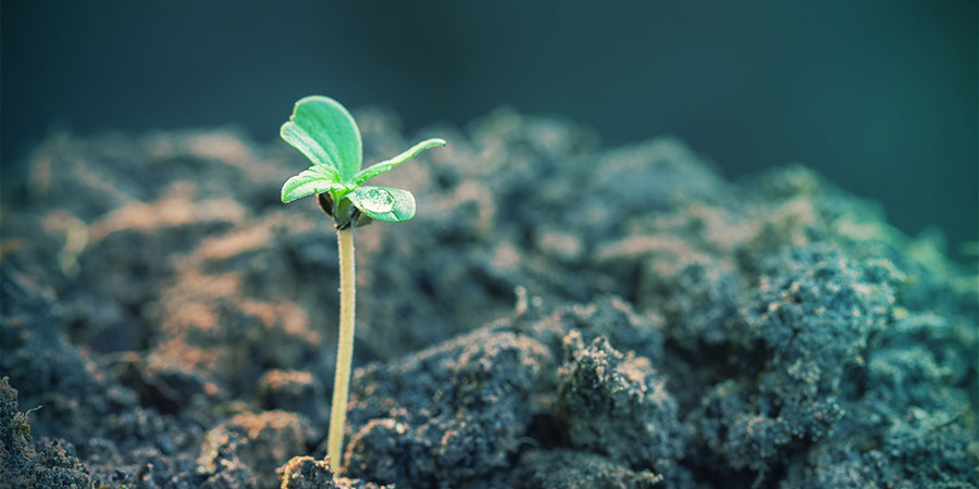 Autoflowering-sorter giver resultater meget hurtigt Autoflowering-sorter giver resultater meget hurtigt