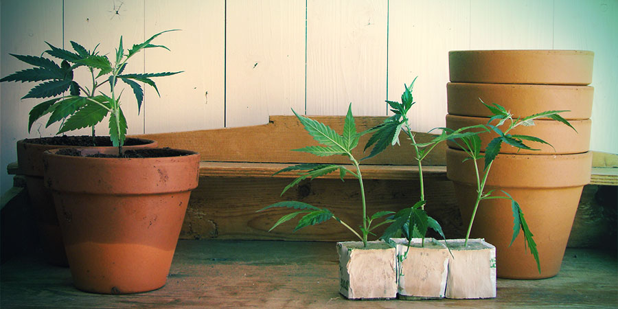 Autoflowering-sorter egner sig til både udendørs og indendørs dyrkning Autoflowering-sorter egner sig til både udendørs og indendørs dyrkning