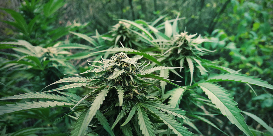 Det koster ikke meget at dyrke autos Det koster ikke meget at dyrke autoflower cannabis