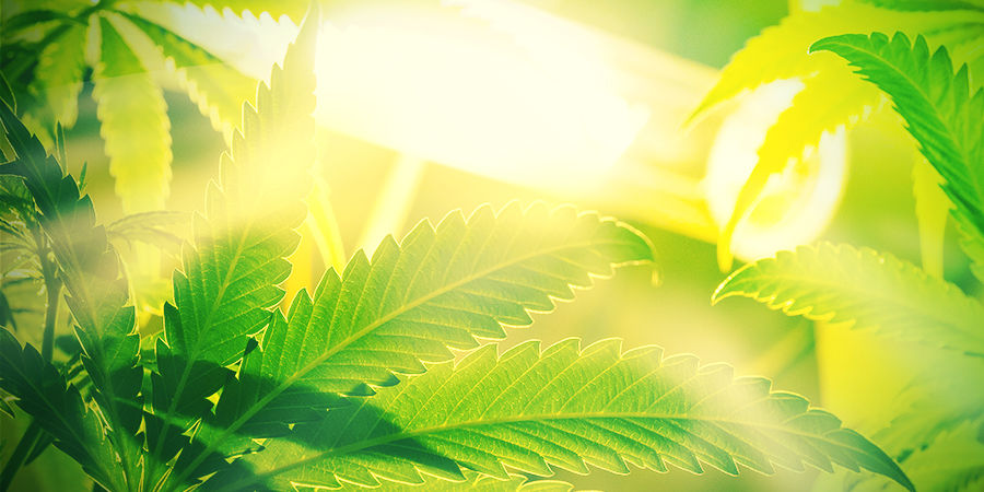 Autoflower er ikke følsomme over for omgivelseslys Autoflowering sorter er ikke følsomme over for omgivelseslys