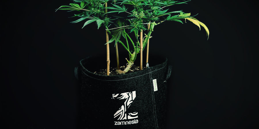 Autoflower cannabisplanter behøver ikke at blive omplantet
