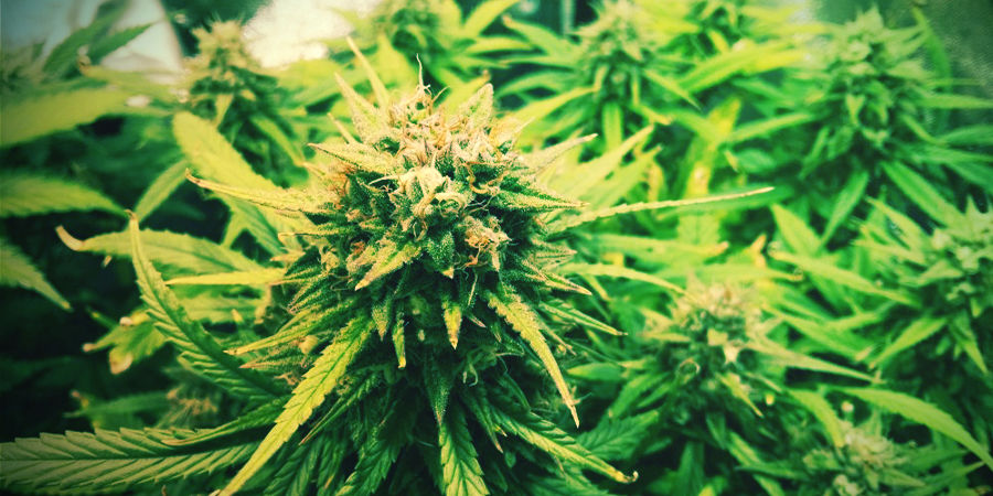 Autoflowering Cannabis Seeds To Get You Started Autoflowering Cannabis Seeds To Get You Started