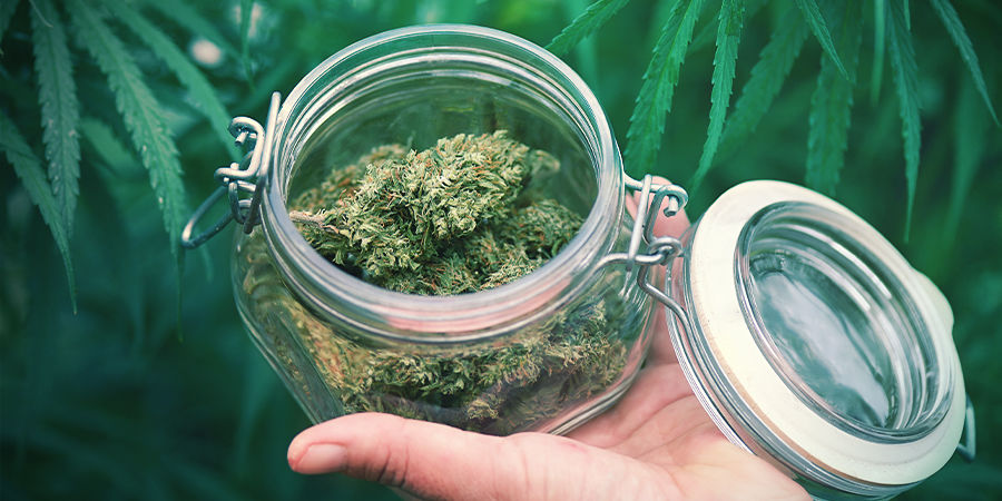 Hvad ellers skal du vide om Autoflower? Hvad ellers skal du vide om Autoflowering cannabissorter?