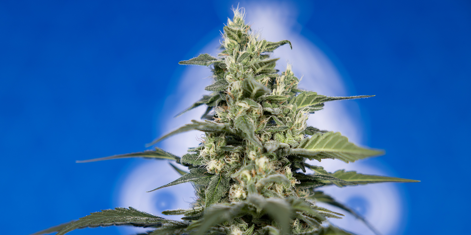 B&oslash;r du dyrk cannabis selv?