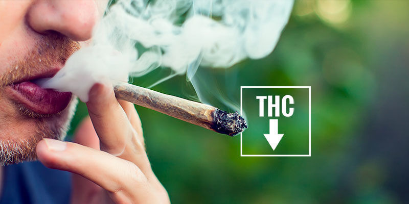 Sådan undgår du røde øjne fra cannabis How to prevent red eyes from cannabis
