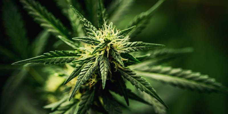 Bedste cannabissorter til grin Bedste cannabissorter til grin