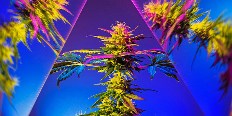 Fremhæver spiselige cannabisprodukter cannabis’ ægte psykedeliske side? Fremhæver spiselige cannabisprodukter cannabis’ ægte psykedeliske side?