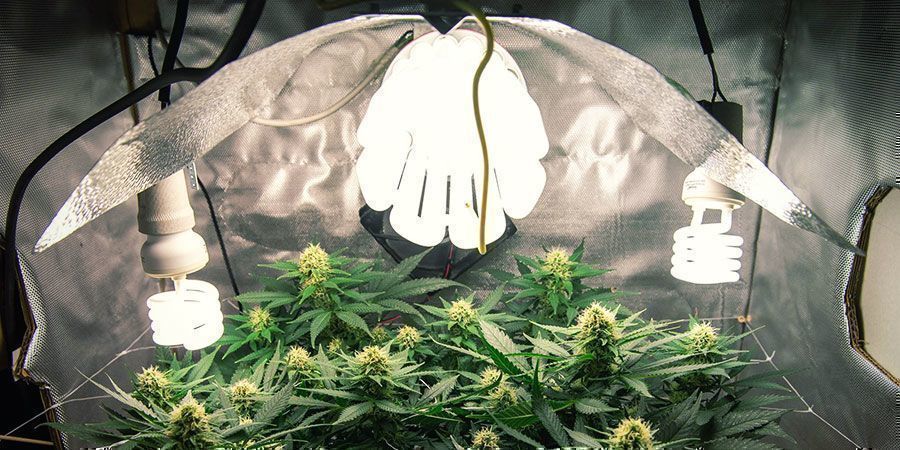 CFL / T5-lys CFL / T5 Lights - Cannabis Plants