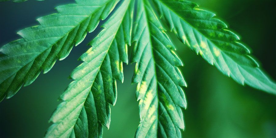 Hold konstant øje med tegn på lysstress Hold konstant øje med tegn på lysstress – cannabisplanter