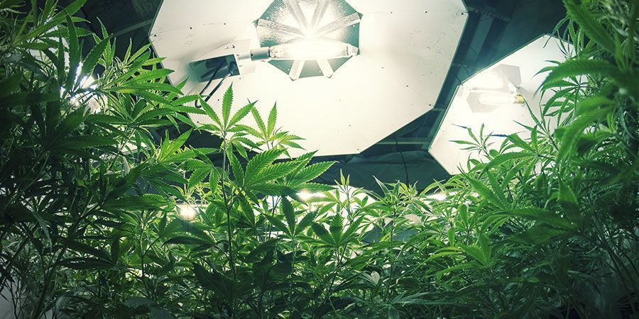 HID-lys HID Lights - Cannabis Plants