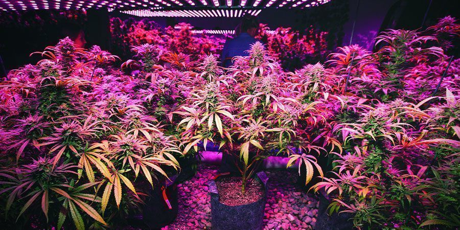 LED-lys - cannabisplanter