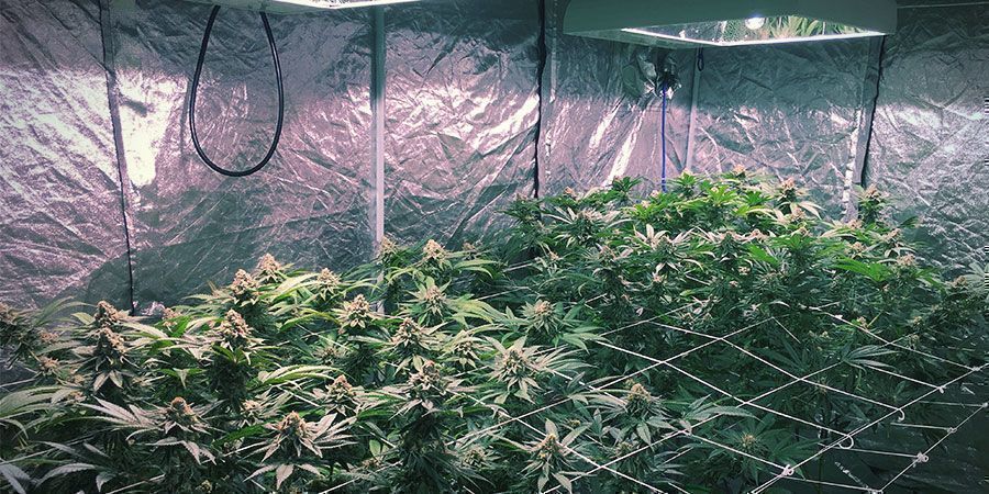 LEC Lights LEC Lights - Cannabis Plants