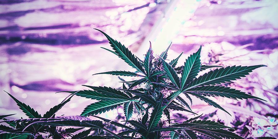 Bør du løbende justere ophængningshøjden på dine vækstlys? Bør du løbende justere ophængningshøjden på dine vækstlys? Cannabisplanter