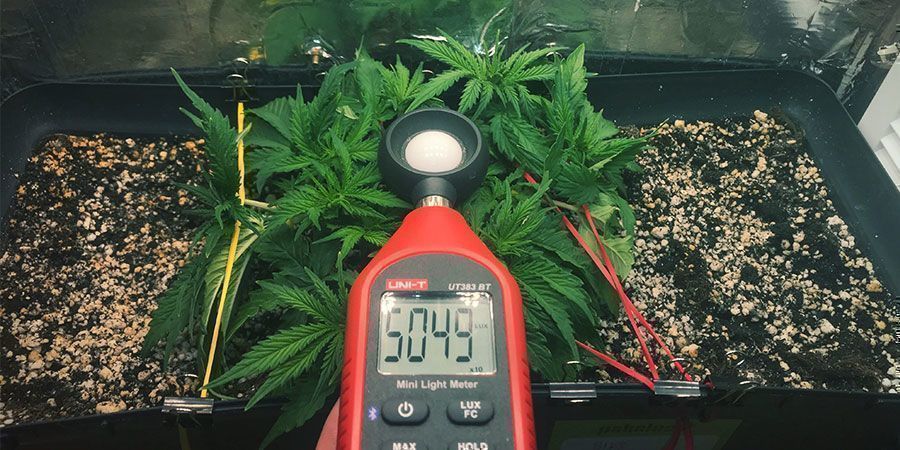 Brug en luxmåler eller PAR-måler Brug en luxmåler eller PAR-måler – cannabisplanter