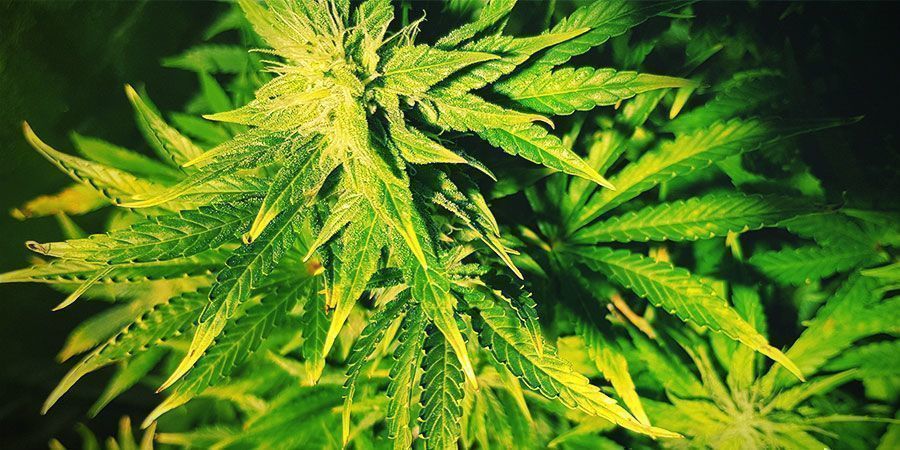 Hvad er tegnene på lysstress? Hvad er tegnene på lysstress? Cannabisplanter