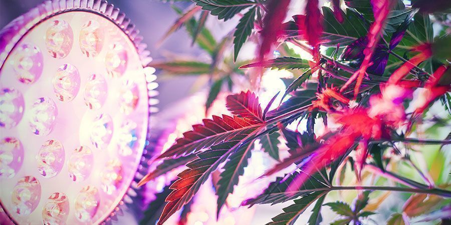 Hvorfor betyder afstanden til dyrkningslyset noget? Hvorfor betyder afstanden til dyrkningslyset noget? Cannabisplanter
