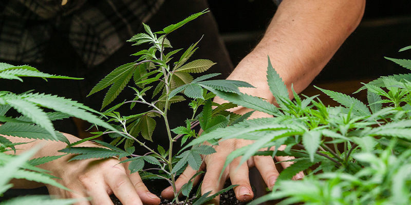 Hvor meget CO₂ har du brug for til at dyrk cannabis? Hvor meget CO₂ har du brug for til at dyrk cannabis?