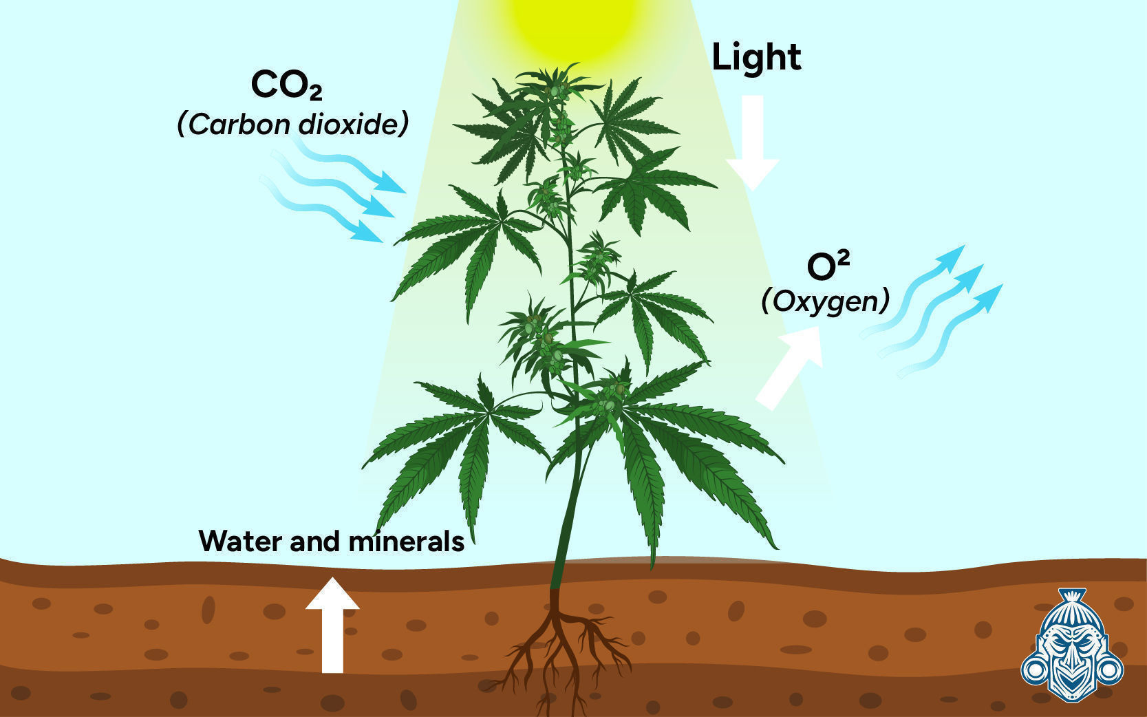 Hvorfor er kuldioxid (CO₂) vigtig for cannabisplanter? Hvorfor er kuldioxid (CO₂) vigtig for cannabisplanter?