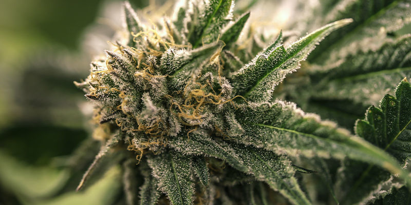 Ingen tegn på han- eller hermafrodit-cannabisplanter? Så er det tid til blomstring! Ingen tegn på han- eller hermafrodit-cannabisplanter? Så er det tid til blomstring!