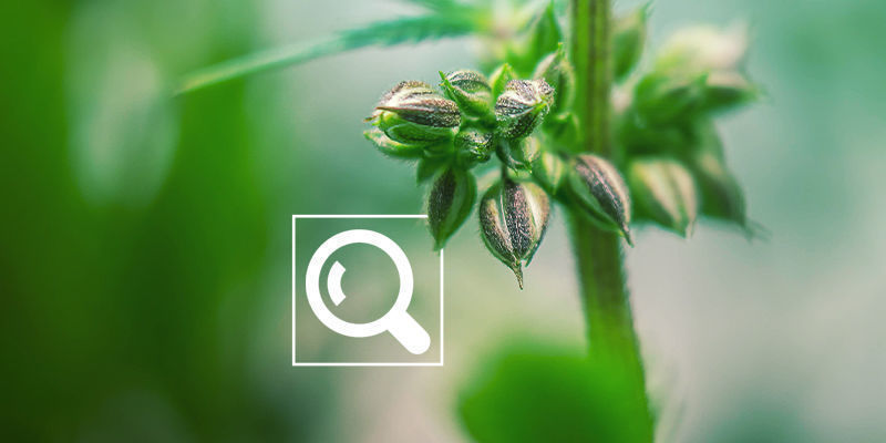 Vigtigheden af at kønsbestemme dine cannabisplanter tidligt (før blomstring) Vigtigheden af at kønsbestemme dine cannabisplanter tidligt (før blomstring)