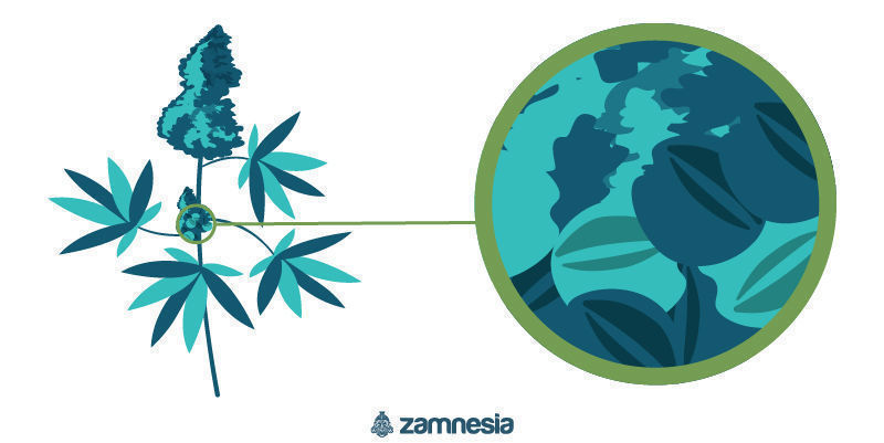 Ægte hermafrodit cannabis