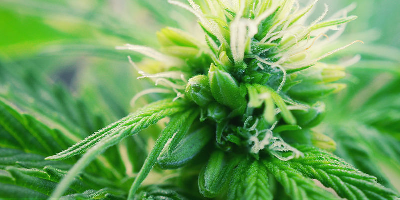 Hvad er hermafroditte cannabisplanter? What Are Hermaphrodite Cannabis Plants?
