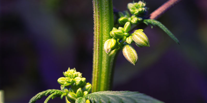 Hvad du skal kigge efter ved han- eller hermafroditte cannabisplanter What To Look for With Male or Hermie Cannabis Plants