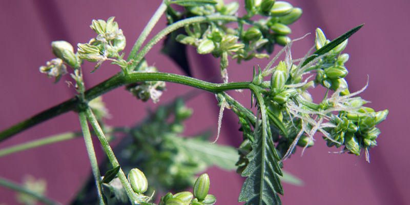 Hvor skal du kigge efter tegn på han- eller hermafrodit-cannabisplanter Hvor skal du kigge efter tegn på han- eller hermafrodit-cannabisplanter