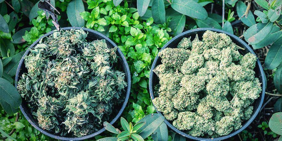 Slip spændinger med cannabis: Find den rigtige sort til at løsne spændinger