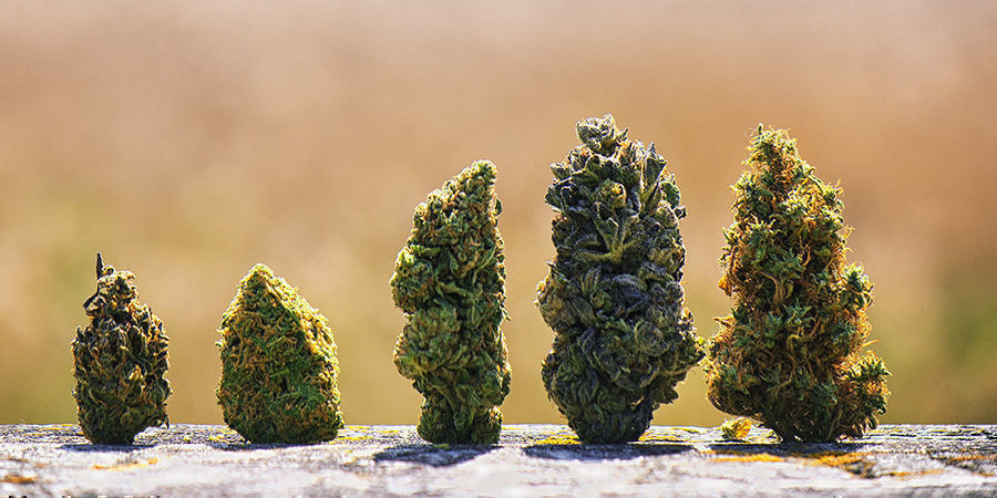 De bedste amerikanske cannabissorter De bedste amerikanske cannabissorter