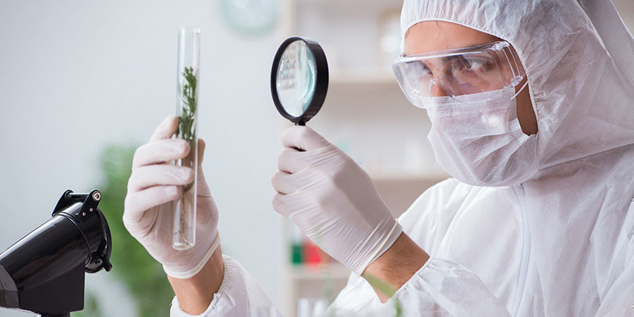 Arbejder i den amerikanske cannabisbranche Arbejder i den amerikanske cannabisbranche