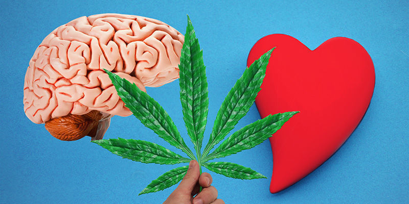 Cannabis: fra blod til hjerne Cannabis: fra blod til hjerne