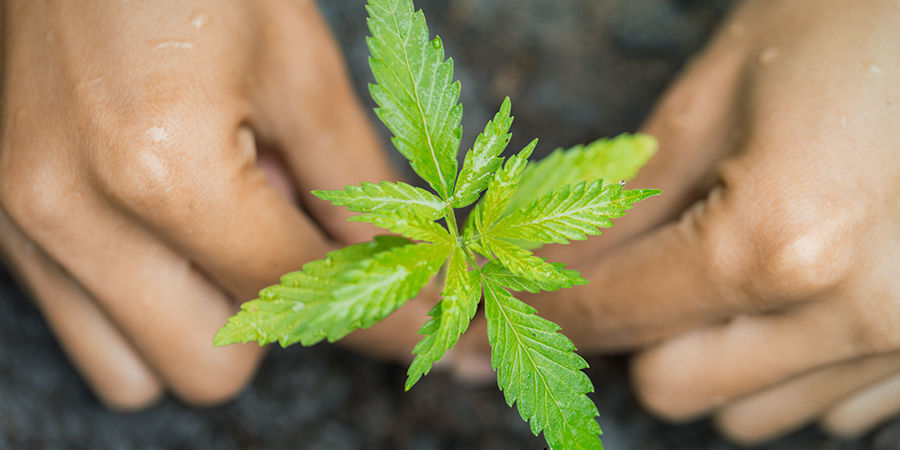 Dyrkning af cannabis i jord Dyrkning af cannabis i jord